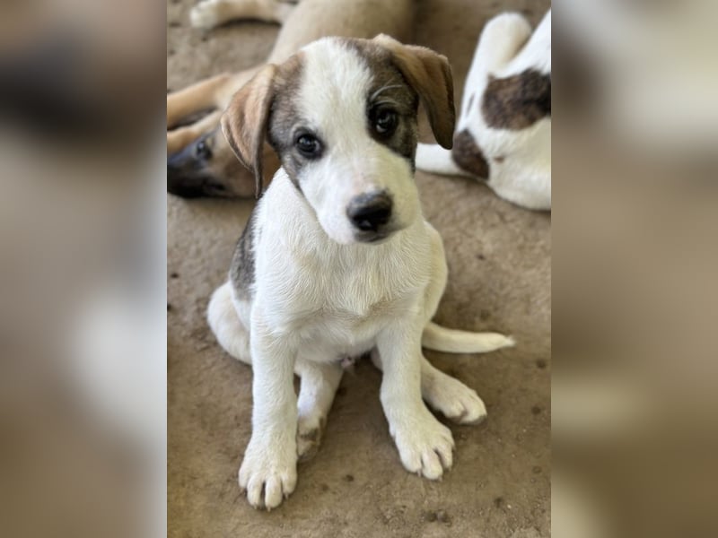 Zengo, geb. ca. 02/2025, lebt in GRIECHENLAND, auf einer privaten Pflegestelle