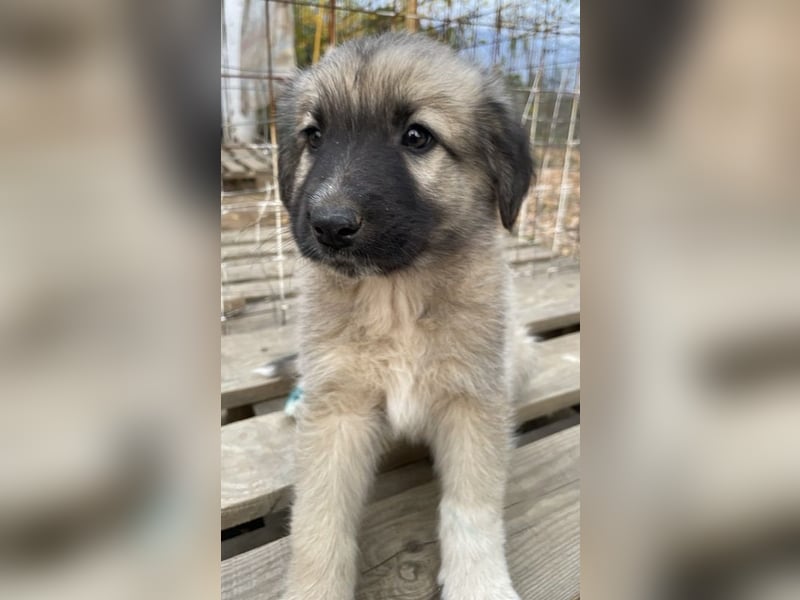 Venus, geb. ca. 08/2022, lebt in GRIECHENLAND, auf einer privaten Pflegestelle