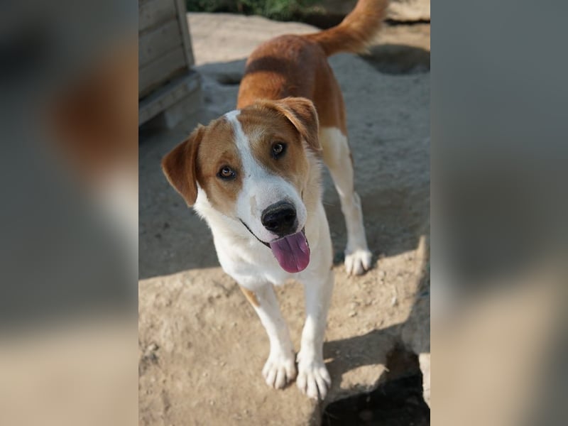 Benji, geb. ca. 10/2024, lebt in GRIECHENLAND, im städt. Tierheim Serres