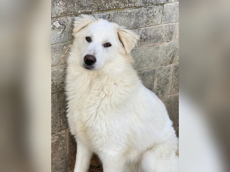 Fenri, geb. ca. 11/2023, lebt in GRIECHENLAND, auf einer privaten Pflegestelle