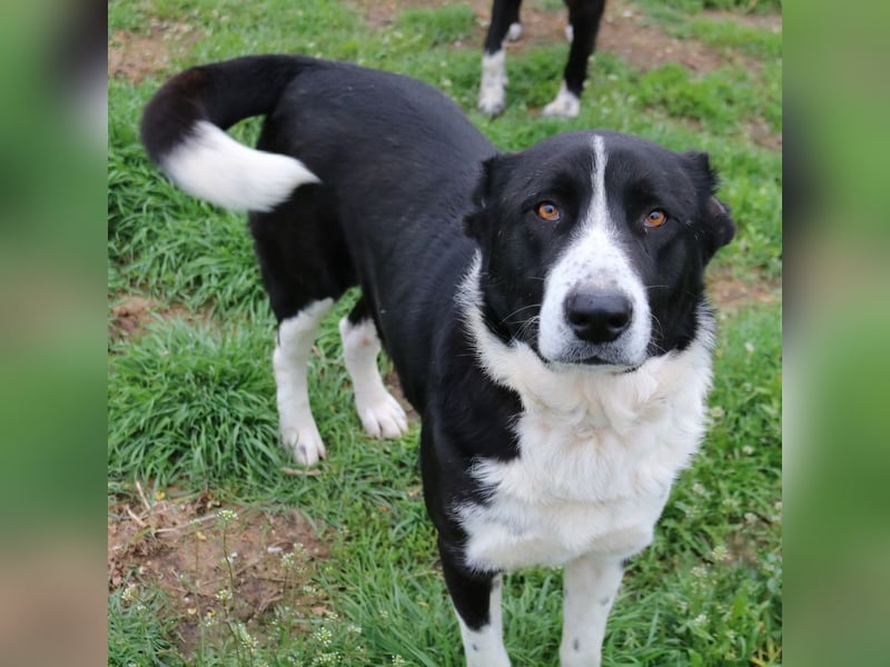 Eddy, geb. ca. 01/2018, lebt in GRIECHENLAND, im städt. Tierheim Serres
