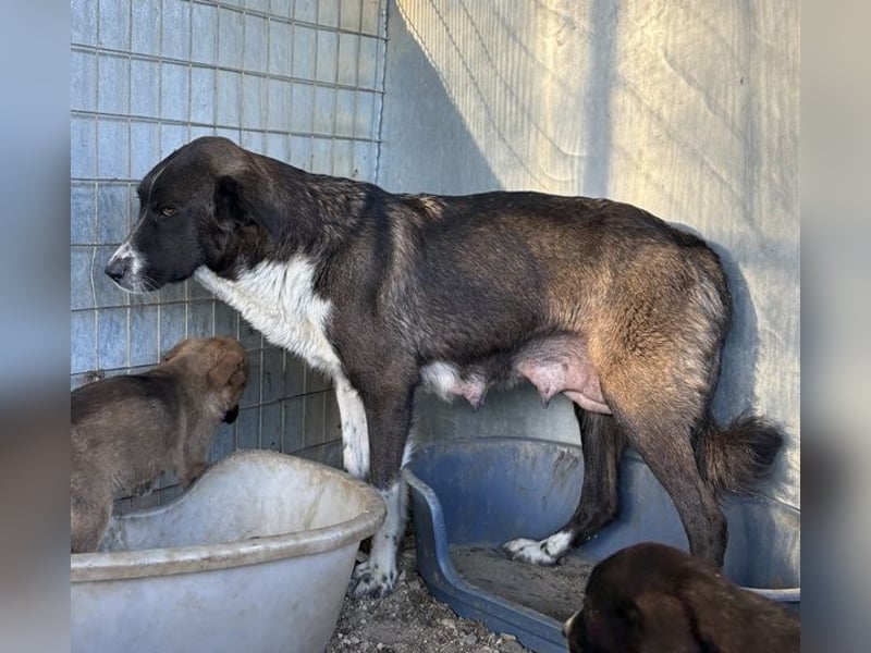 Mère, geb. ca. 03/2023, lebt in GRIECHENLAND, im städt. Tierheim Serres