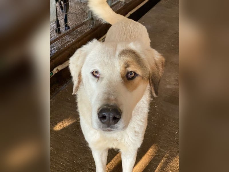 Alfons, geb. ca. 02/2024, lebt in GRIECHENLAND, im städt. Tierheim Serres