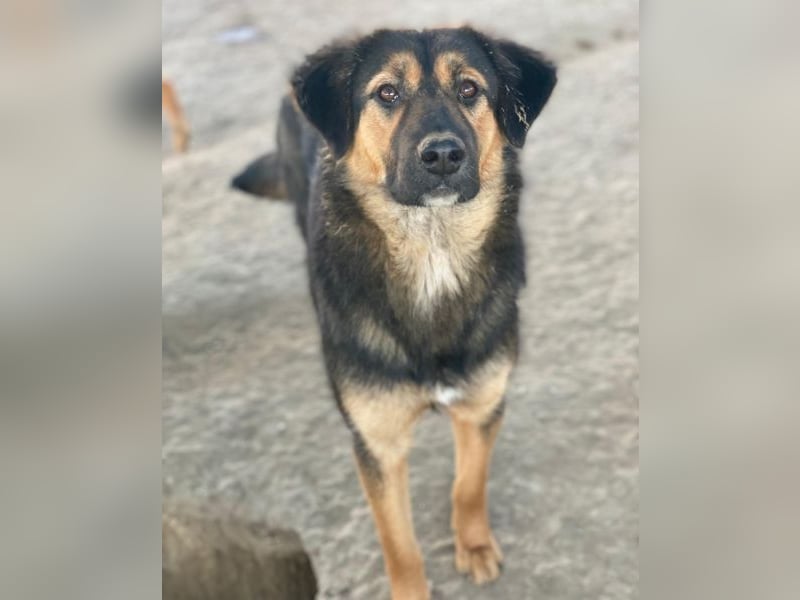 Glinda, geb. ca. 07/2025, lebt in GRIECHENLAND, im städt. Tierheim Serres