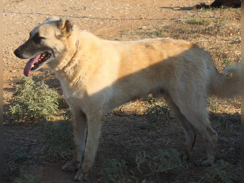 Romero, geb. ca. 12/2021, lebt in GRIECHENLAND, auf einem Gelände, wird notdürftig versorgt