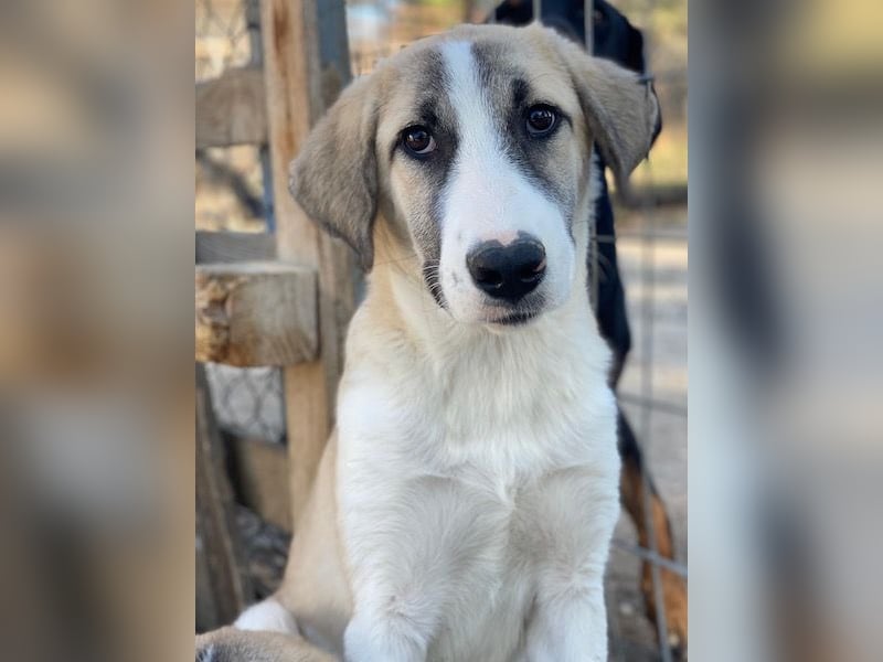 Manella, geb. ca. 04/2025, lebt in GRIECHENLAND, im städt. Tierheim Serres