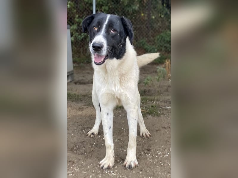 Kastor, geb. 01/2019, lebt in GRIECHENLAND, im städt. Tierheim Serres