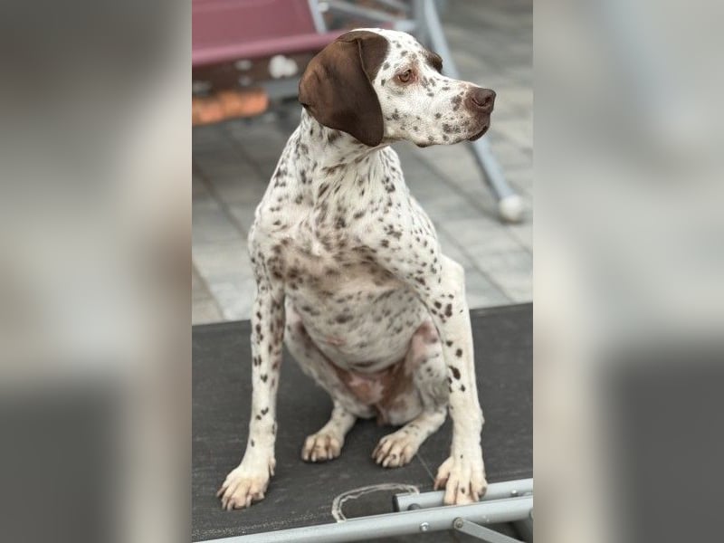 Acira, geb. ca. 04/2023, lebt auf einer Pflegestelle in 67735 Mehlbach