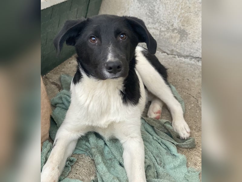 Cap, geb. ca. 06/2024, lebt in GRIECHENLAND, im städt. Tierheim Serres