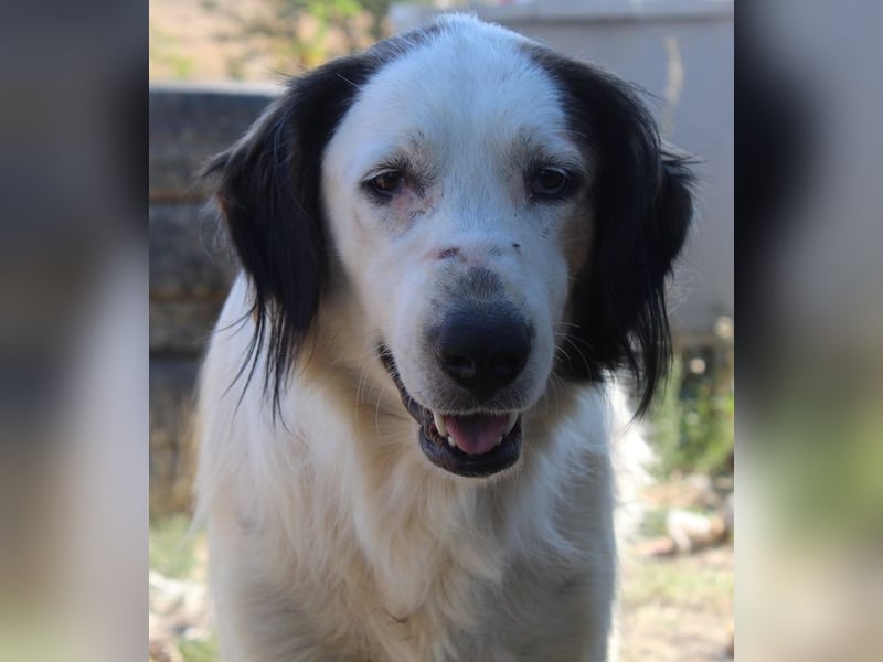 Lyra, geb. ca. 06/2021, lebt in GRIECHENLAND, auf einem Gelände, wird notdürftig versorgt