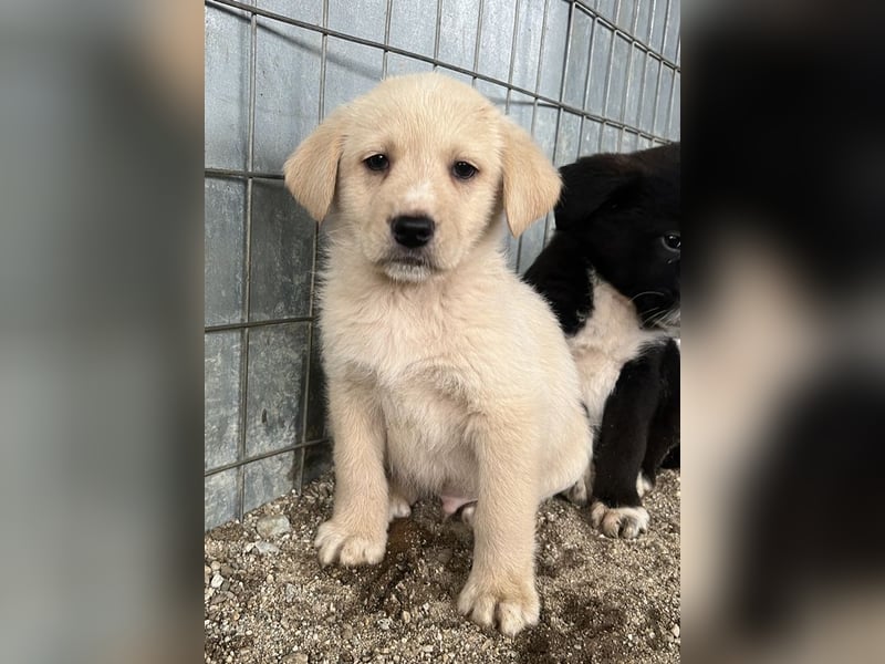 Ljón, geb. ca. 11/2025, lebt in GRIECHENLAND, auf einer privaten Pflegestelle