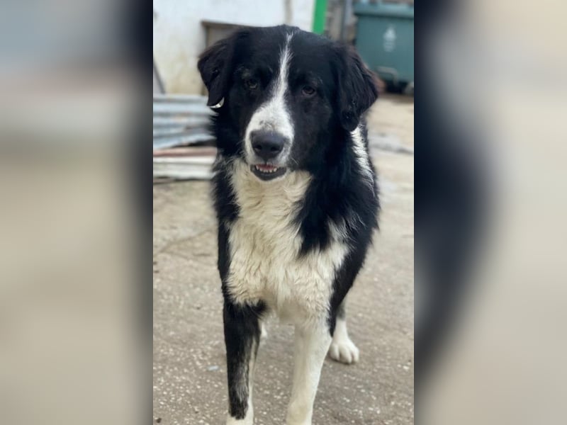 Quentin, geb. ca. 11/2022, lebt in GRIECHENLAND, im städt. Tierheim Serres