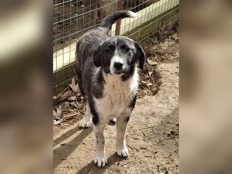 Tsuki, geb. ca. 04/2025, lebt in GRIECHENLAND, auf einer privaten Pflegestelle