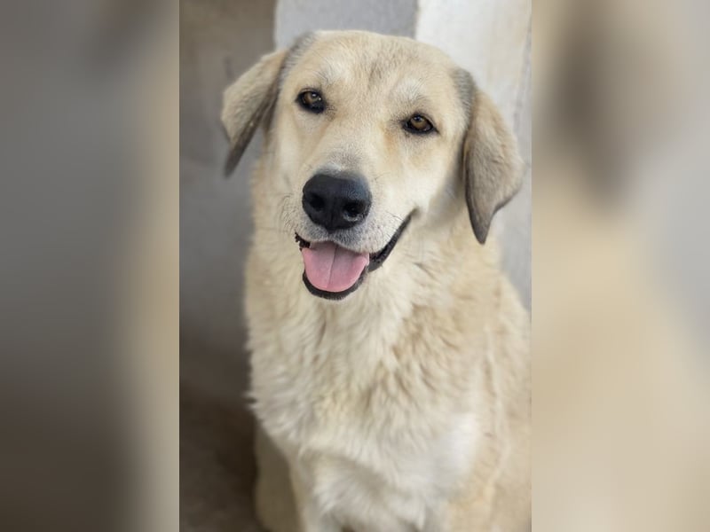 Lanea, geb. ca. 08/2023, lebt in GRIECHENLAND, im städt. Tierheim Serres