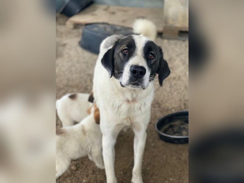 Marinara, geb. ca. 01/2025, lebt in GRIECHENLAND, auf einer privaten Pflegestelle