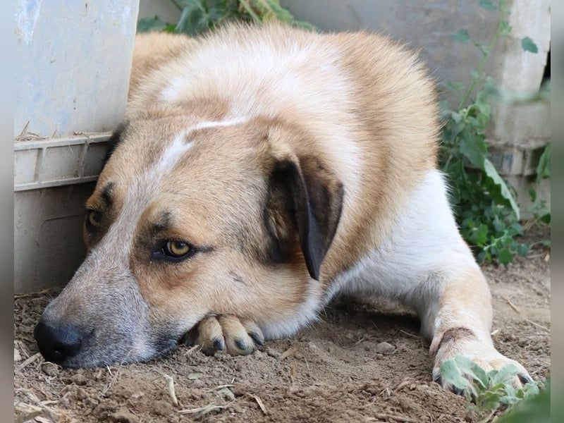 Nena, geb. ca. 10/2017, lebt in GRIECHENLAND, im städt. Tierheim Serres