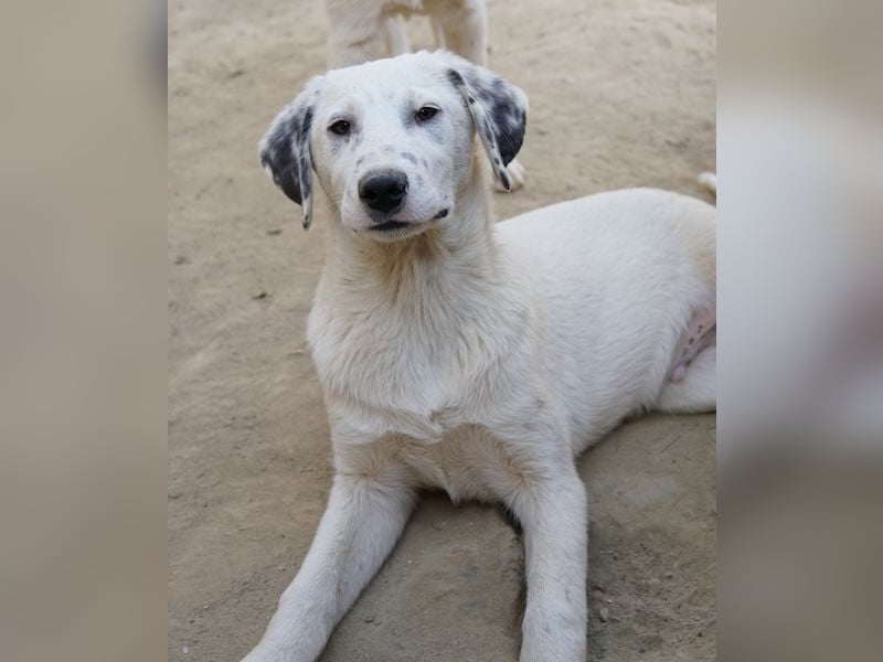 Riesling, geb. ca. 08/2025, lebt in GRIECHENLAND, auf einer privaten Pflegestelle