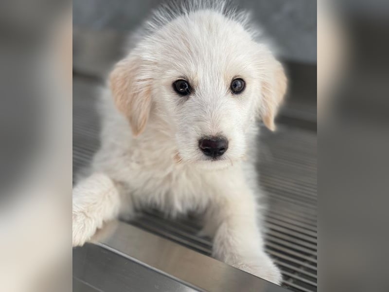 Zucker, geb. ca. 01/2026, lebt in GRIECHENLAND, auf einer privaten Pflegestelle