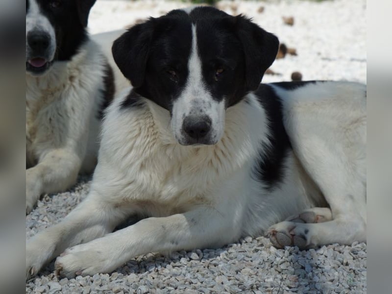 Zola, geb. ca. 01/2025, lebt in GRIECHENLAND, im städt. Tierheim Serres