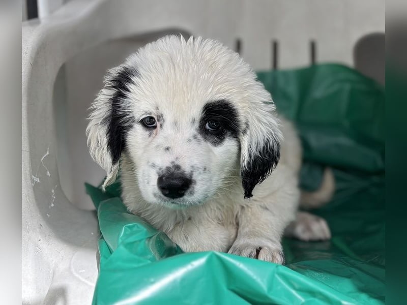 Binx, geb. ca. 02/2026, lebt in GRIECHENLAND, im städt. Tierheim Serres