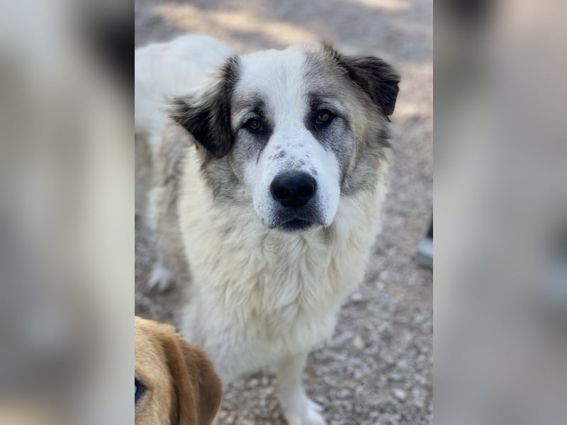 Wesley, geb. ca. 11/2022, lebt in GRIECHENLAND, im städt. Tierheim Serres