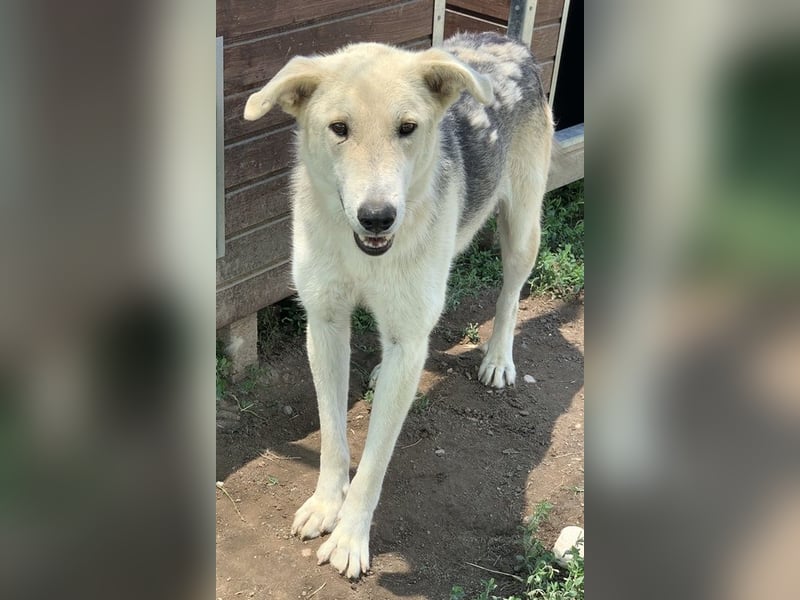 Boybro, geb. ca. 04/2019, lebt in GRIECHENLAND, im städt. Tierheim Serres