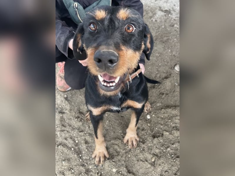 Leonarda, geb. ca. 02/2024, lebt in GRIECHENLAND, auf einer privaten Pflegestelle