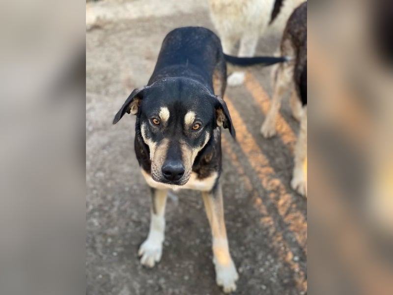 Bibi, geb. ca. 05/2023, lebt in GRIECHENLAND, im städt. Tierheim Serres