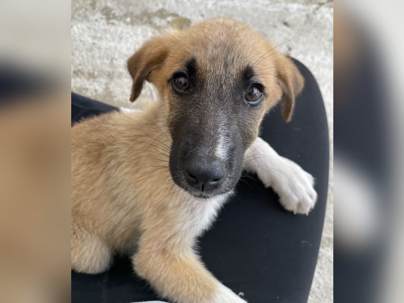 Rula, geb. ca. 03/2026, lebt in GRIECHENLAND, im städt. Tierheim Serres