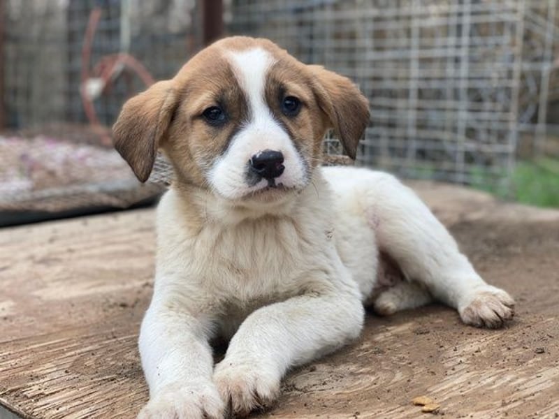 Bufala, geb. ca.11/2025, lebt in GRIECHENLAND, auf einer privaten Pflegestelle