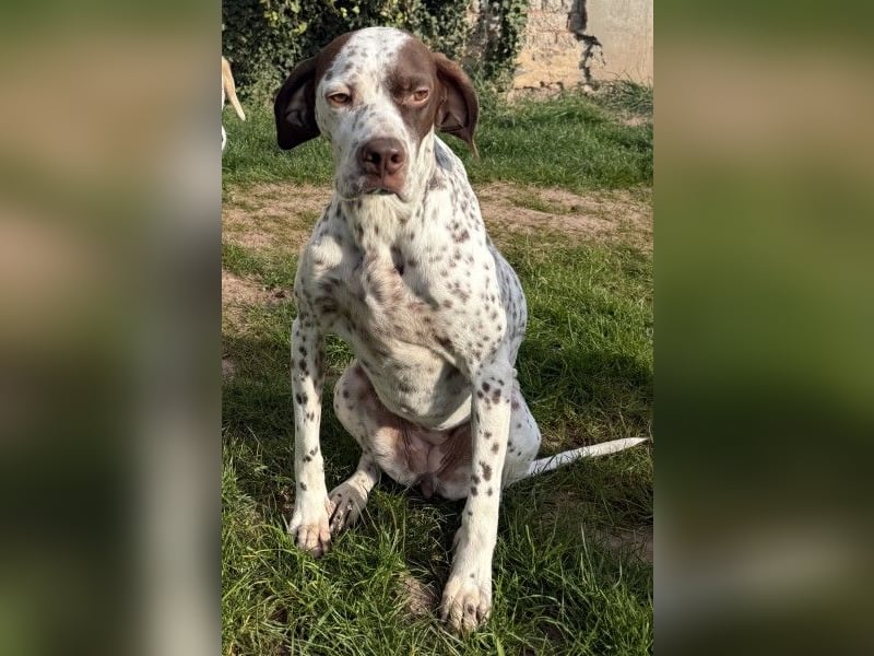 Acira, geb. ca. 04/2023, lebt auf einer Pflegestelle in 67735 Mehlbach