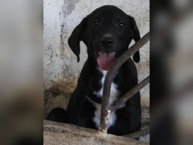 Smokey, geb. 08.06.2026, lebt in GRIECHENLAND, auf einer privaten Pflegestelle