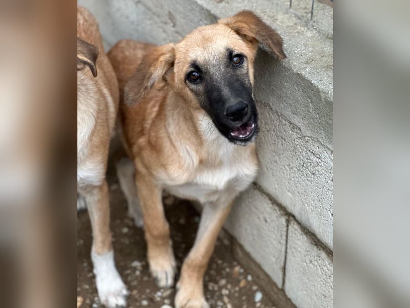 Cindy, geb. ca. 03/2026, lebt in GRIECHENLAND, im städt. Tierheim Serres