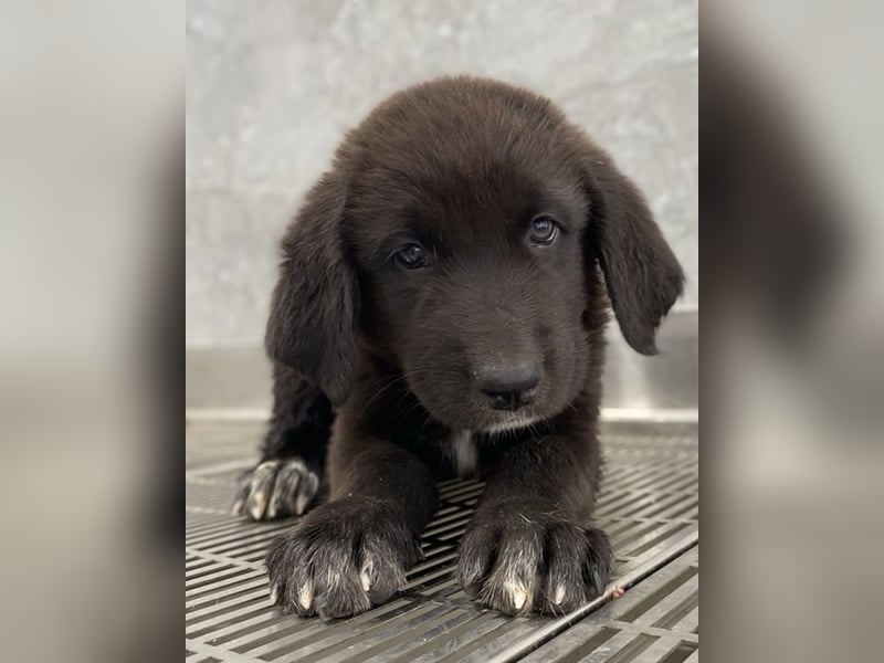 Tyrion, geb. ca. 05/2024, lebt in GRIECHENLAND, auf einer privaten Pflegestelle