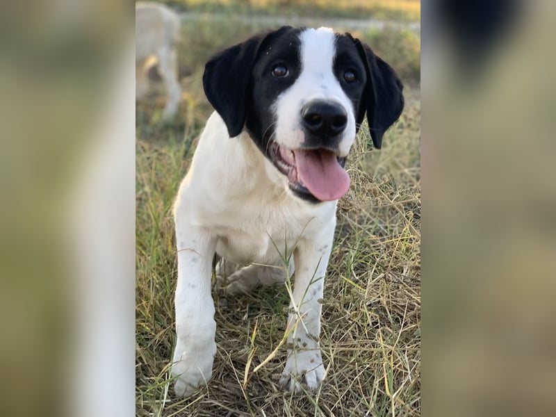 Rico, geb. ca. 05/2022, lebt in GRIECHENLAND, auf einer privaten Pflegestelle