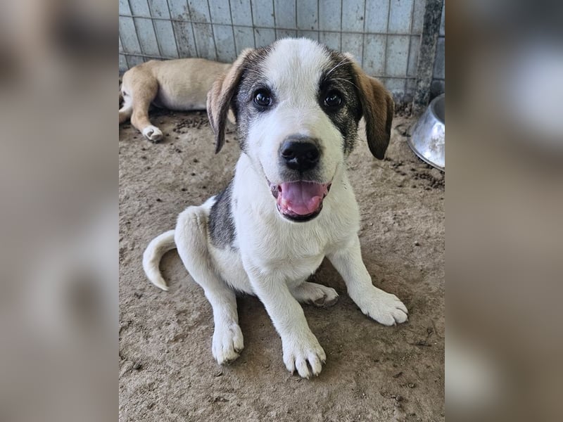 Zengo, geb. ca. 02/2025, lebt in GRIECHENLAND, auf einer privaten Pflegestelle