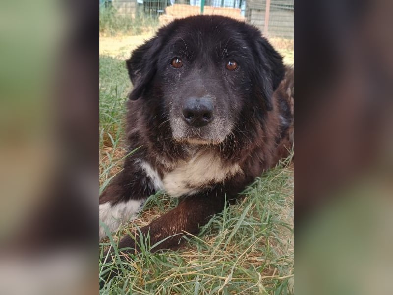 Betty-Boo, geb. ca. 01/2014, lebt in GRIECHENLAND, auf einer privaten Pflegestelle