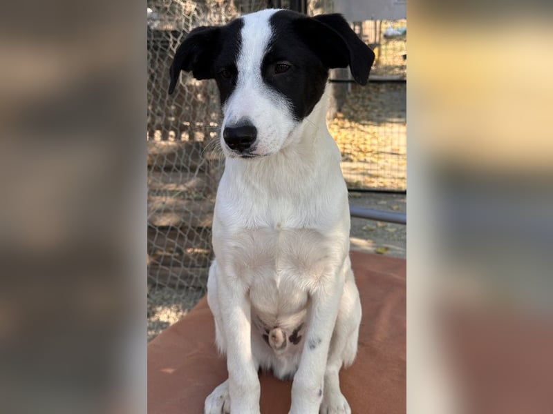 Capper, geb. ca. 06/2024, lebt in GRIECHENLAND, im städt. Tierheim Serres