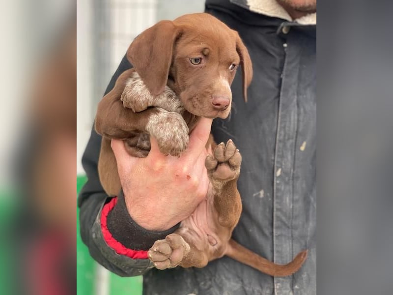 Castanea, geb. ca. 11/2025, lebt in GRIECHENLAND, auf einer privaten Pflegestelle