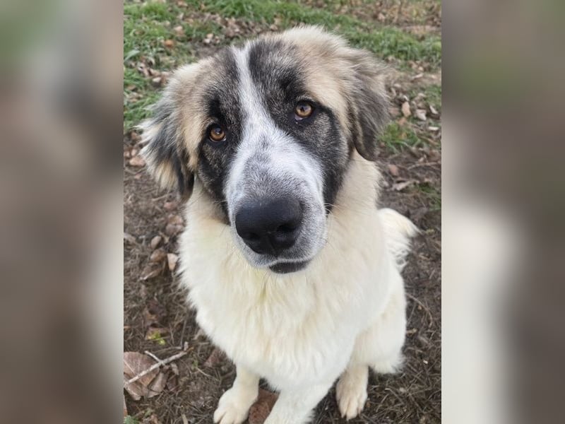 Chef, geb. ca. 07/2025, lebt in GRIECHENLAND, im städt. Tierheim Serres