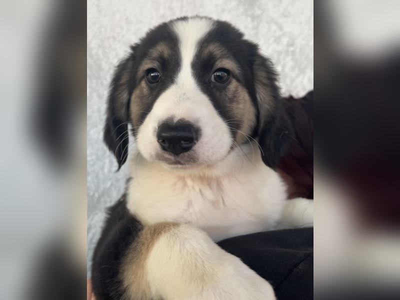 Rhydan, geb. ca.09/2025, lebt in GRIECHENLAND, im städt. Tierheim Serres