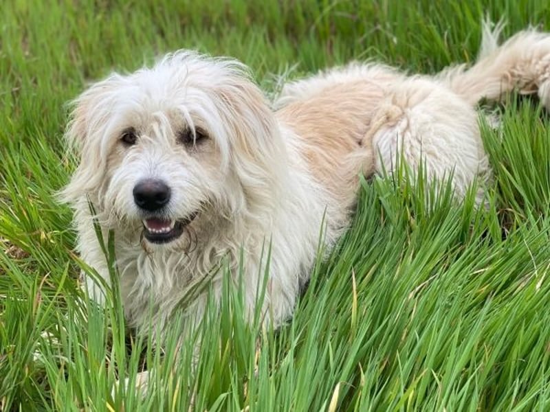 Wuschel, geb. ca. 09/2024, lebt in GRIECHENLAND, im städt. Tierheim Serres