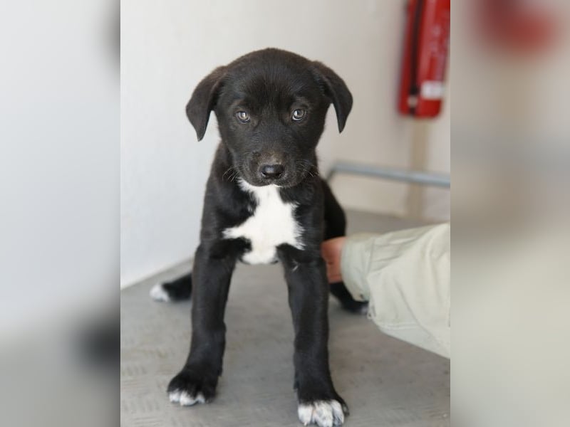 Jula, geb. ca. 12/2025, lebt in GRIECHENLAND, auf einer privaten Pflegestelle