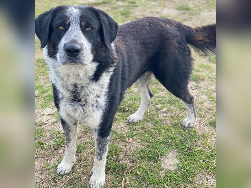 Malik, geb. ca.02/2022, lebt in GRIECHENLAND, im städt. Tierheim Serres