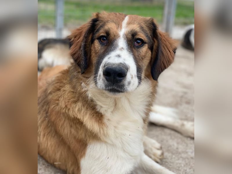 Barkley, geb. ca. 10/2024, lebt in GRIECHENLAND, auf einer privaten Pflegestelle