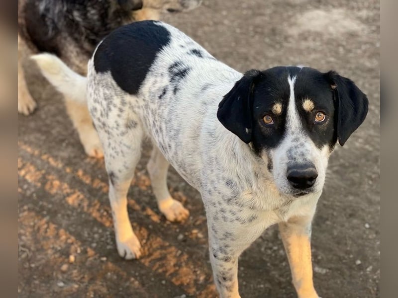 Benja, geb. ca. 05/2023, lebt in GRIECHENLAND, im städt. Tierheim Serres