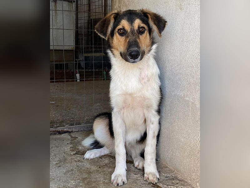 Kati, geb. ca. 03/2025, lebt in GRIECHENLAND, im städt. Tierheim Serres