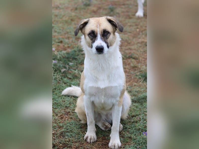 Jeanie, geb. ca. 05/2023, lebt in GRIECHENLAND, im städt. Tierheim Serres