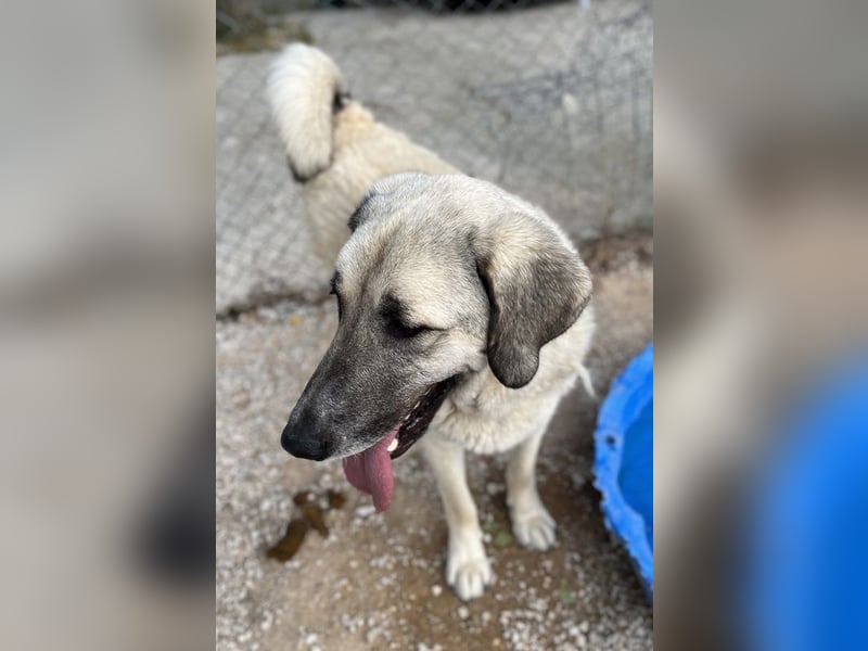 Little Pumpkin, geb. ca. 11/2021, lebt in GRIECHENLAND, im städt. Tierheim Serres