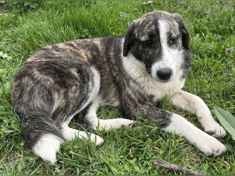 Paula, geb. ca. 07/2023, lebt in GRIECHENLAND, auf einem Gelände, Hunde werden notdürftig versorgt